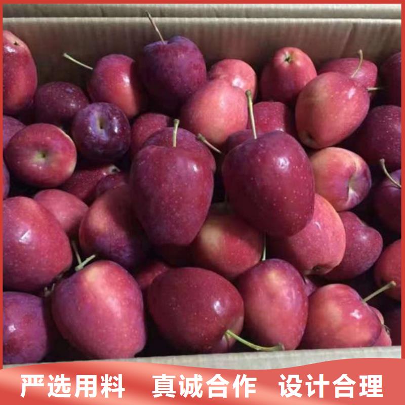苹果苗山楂苗多种优势放心选择