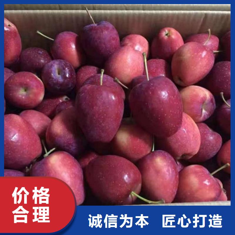 苹果苗【蓝莓苗】产品优良