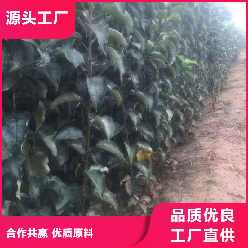 苹果苗山楂苗多种优势放心选择