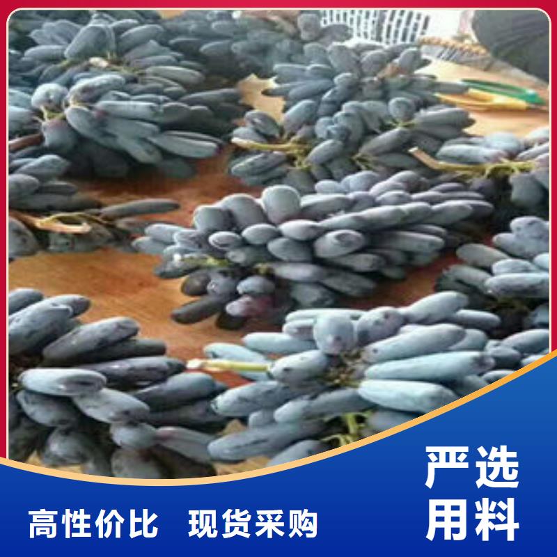 葡萄苗李子苗用心制造