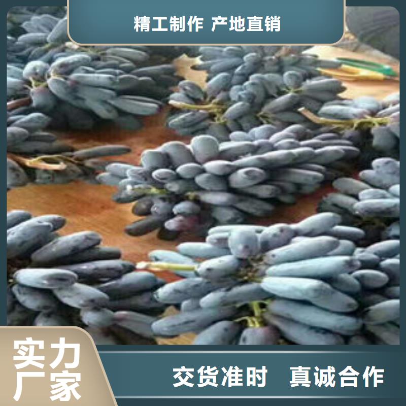 蓝莓苗-视频-沙|公安|黄石|咸宁|黄冈|鄂州|武汉|孝感|荆门兴海蓝莓苗_ 兴海苗木种植社(荆州市分公司)