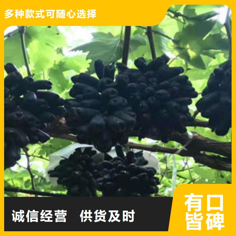蓝莓苗视频-四川省阿坝市兴海蓝莓苗可服务区域马尔康|茂县|攀枝花|德阳|自贡|资阳等