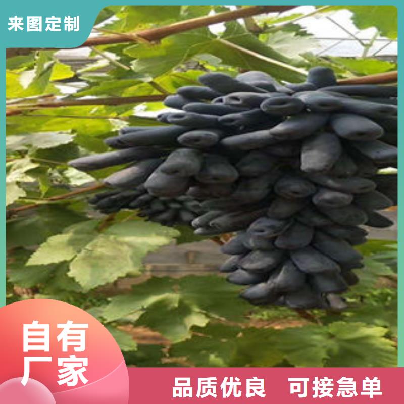 蓝莓苗-视频-青海省海南市|玉树|西宁|果洛|海北|海东|黄南蓝莓苗-兴海