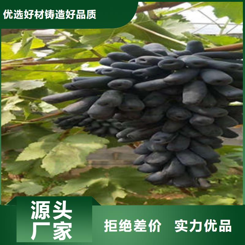 葡萄苗-梨树苗大量现货