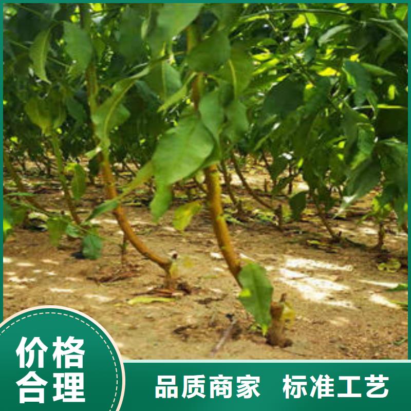 蓝莓苗-视频-青海省海南市|玉树|西宁|果洛|海北|海东|黄南蓝莓苗-兴海