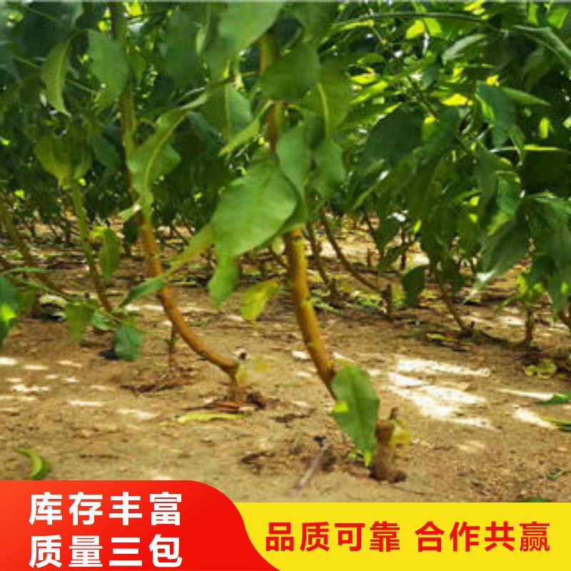 葡萄苗核桃苗随心所欲定制