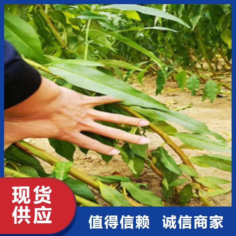 蓝莓苗视频-四川省阿坝市兴海蓝莓苗可服务区域马尔康|茂县|攀枝花|德阳|自贡|资阳等