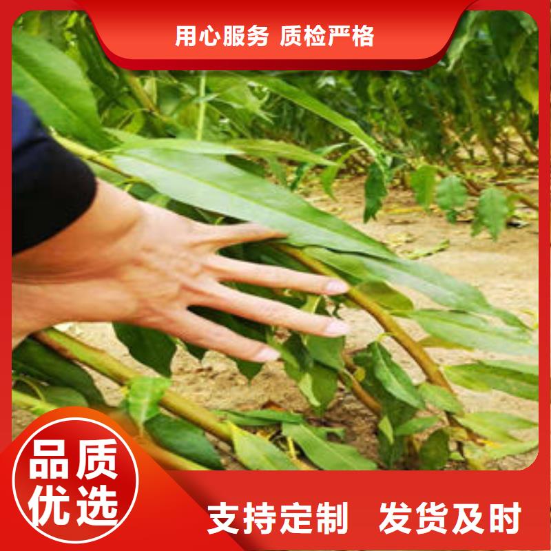 葡萄苗-板栗苗工艺精细质保长久