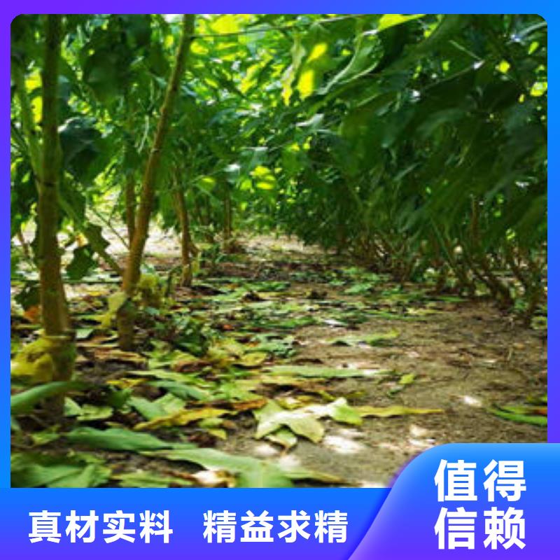 葡萄苗板栗苗用的放心