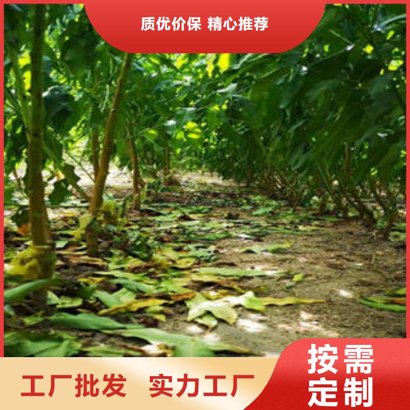 葡萄苗_【梨树苗】现货