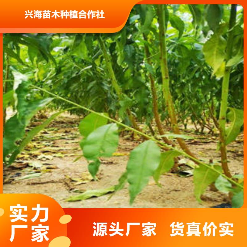 蓝莓苗-视频-青海省海南市|玉树|西宁|果洛|海北|海东|黄南蓝莓苗-兴海
