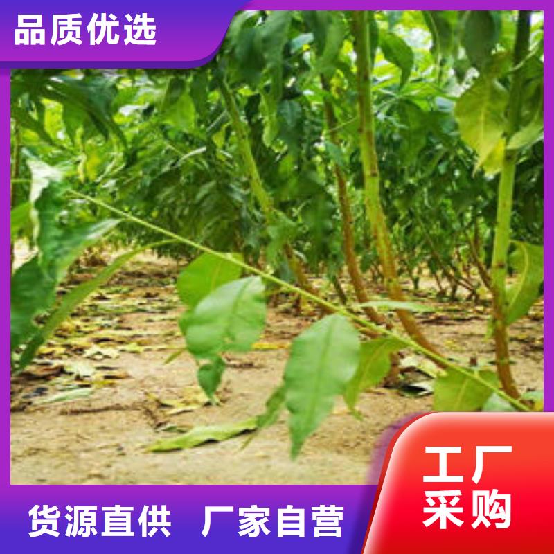 蓝莓苗视频-四川省阿坝市兴海蓝莓苗可服务区域马尔康|茂县|攀枝花|德阳|自贡|资阳等