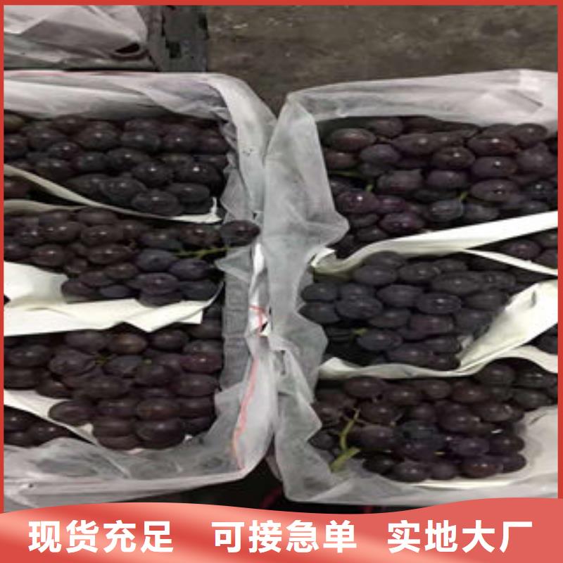 葡萄苗-梨树苗大量现货