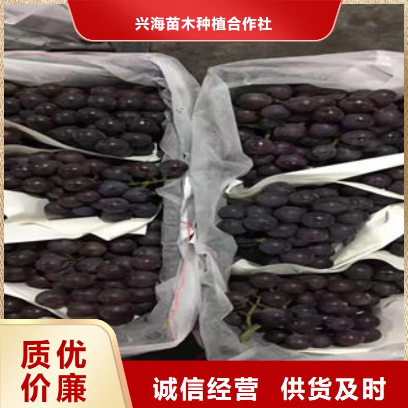 蓝莓苗-视频-沙|公安|黄石|咸宁|黄冈|鄂州|武汉|孝感|荆门兴海蓝莓苗_ 兴海苗木种植社(荆州市分公司)