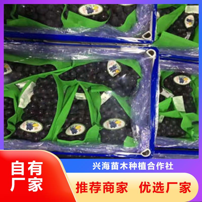 蓝莓苗-视频-沙|公安|黄石|咸宁|黄冈|鄂州|武汉|孝感|荆门兴海蓝莓苗_ 兴海苗木种植社(荆州市分公司)