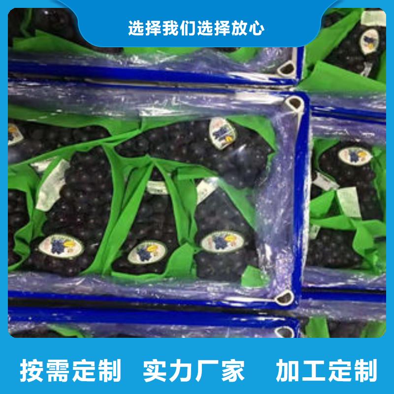 蓝莓苗视频-四川省阿坝市兴海蓝莓苗可服务区域马尔康|茂县|攀枝花|德阳|自贡|资阳等