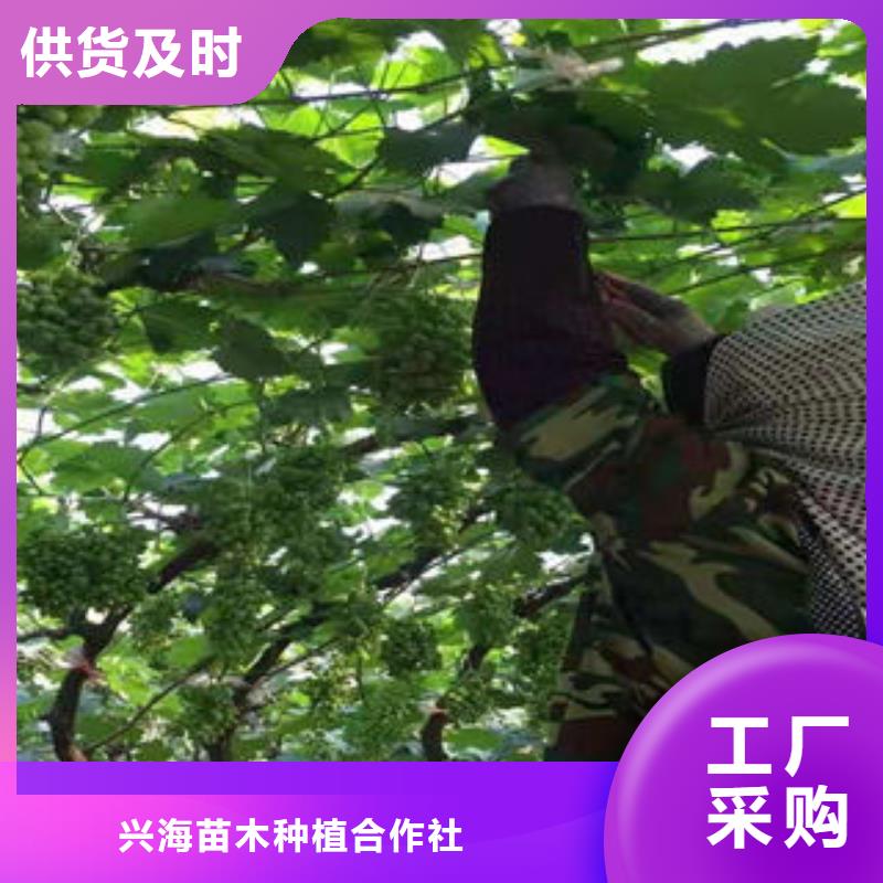 蓝莓苗-视频-青海省海南市|玉树|西宁|果洛|海北|海东|黄南蓝莓苗-兴海