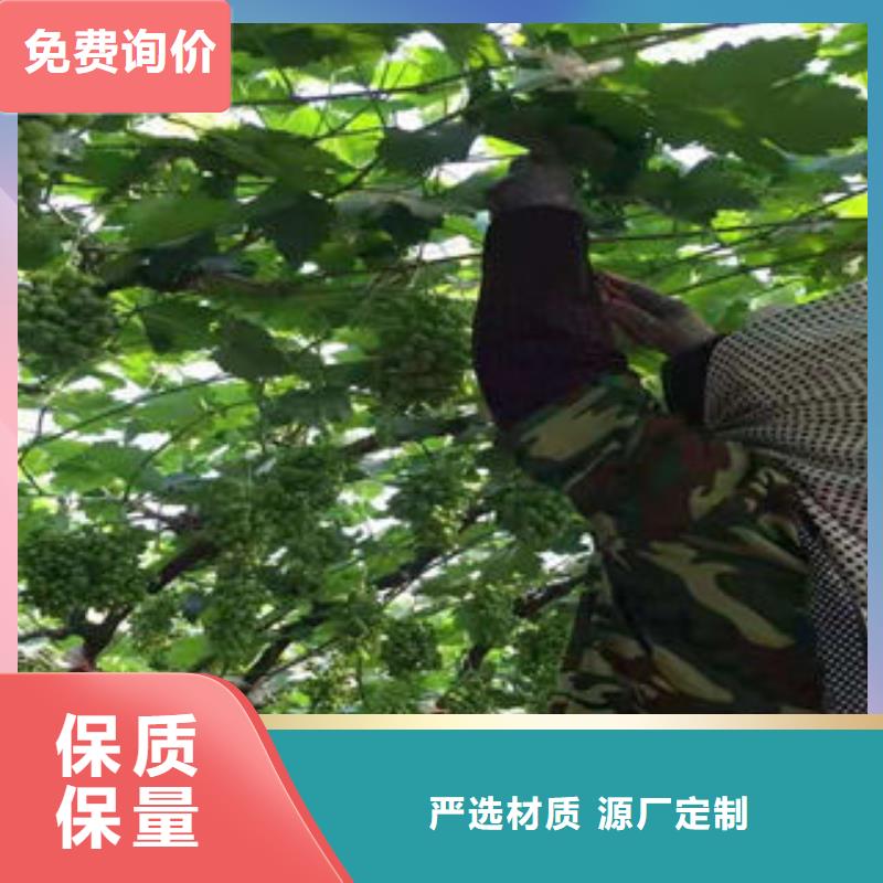 葡萄苗_梨树苗今日新品