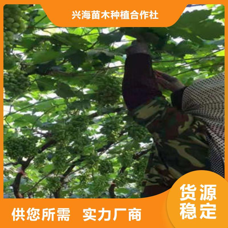 蓝莓苗视频-四川省阿坝市兴海蓝莓苗可服务区域马尔康|茂县|攀枝花|德阳|自贡|资阳等