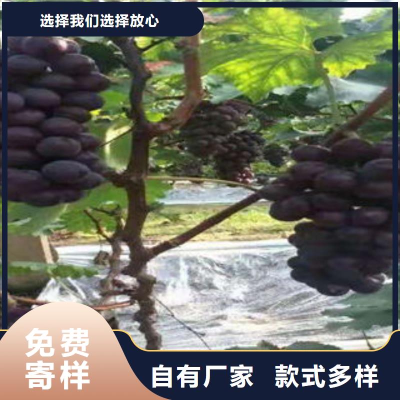 葡萄苗_梨树苗今日新品