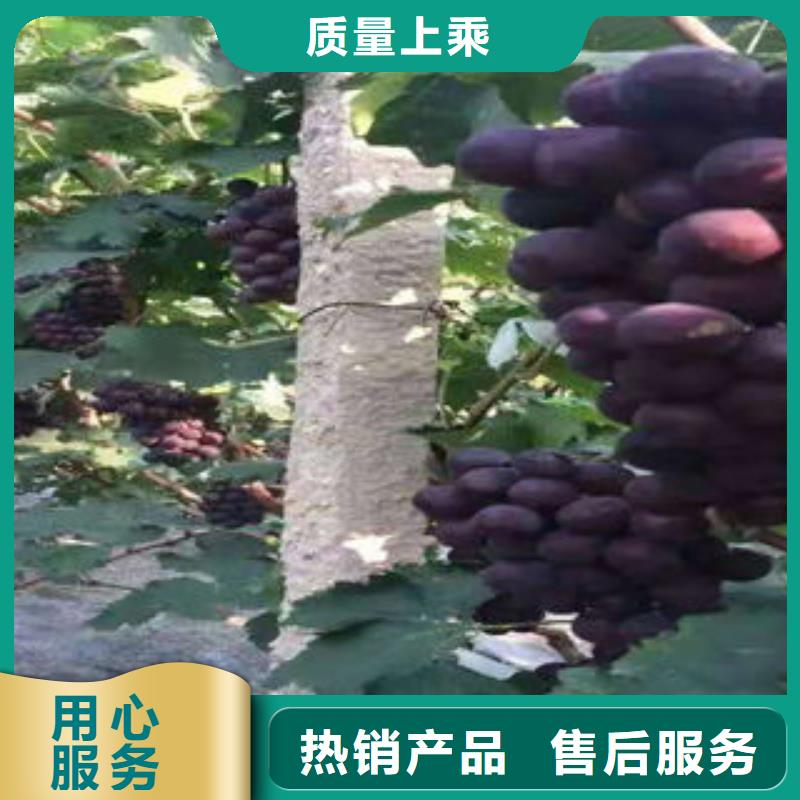蓝莓苗-视频-沙|公安|黄石|咸宁|黄冈|鄂州|武汉|孝感|荆门兴海蓝莓苗_ 兴海苗木种植社(荆州市分公司)