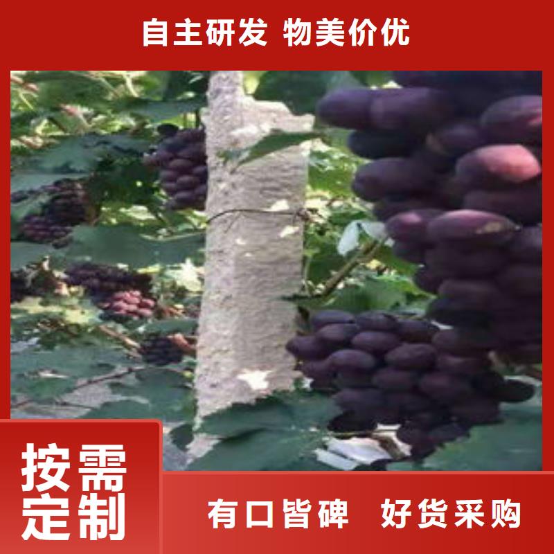 蓝莓苗视频-四川省阿坝市兴海蓝莓苗可服务区域马尔康|茂县|攀枝花|德阳|自贡|资阳等
