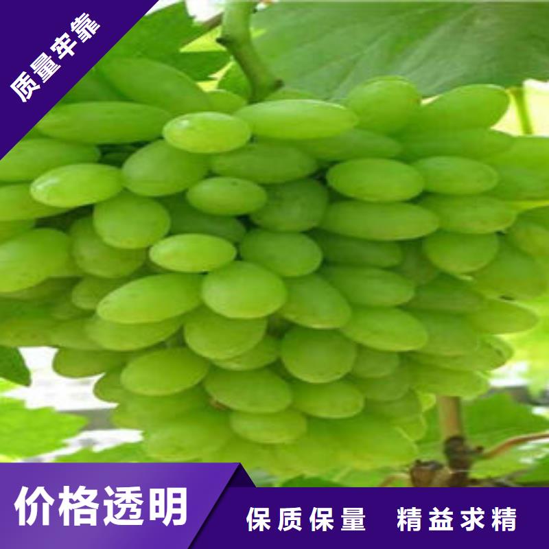 葡萄苗板栗苗用的放心