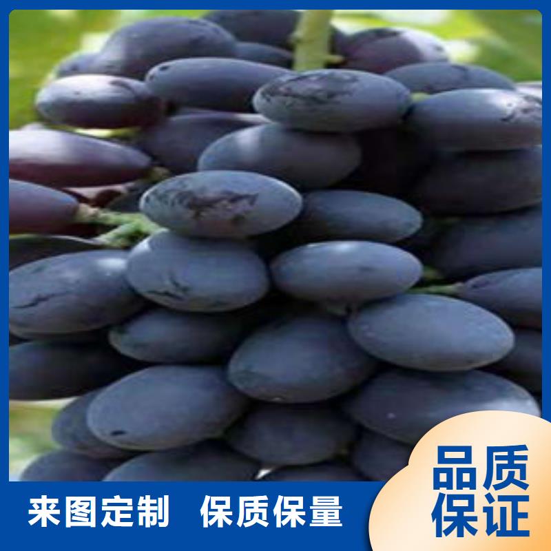 蓝莓苗-视频-沙|公安|黄石|咸宁|黄冈|鄂州|武汉|孝感|荆门兴海蓝莓苗_ 兴海苗木种植社(荆州市分公司)