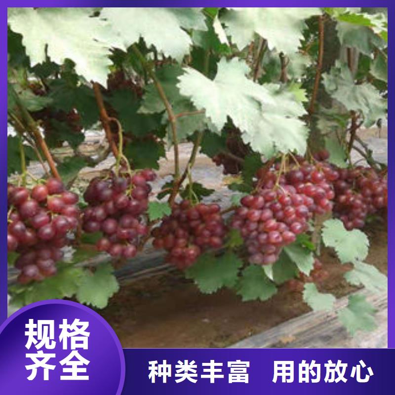 葡萄苗_梨树苗今日新品