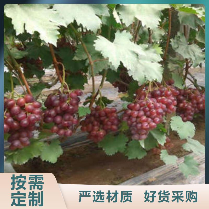 葡萄苗蓝莓苗价格公道合理