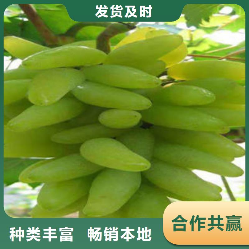 葡萄苗桃树苗款式新颖