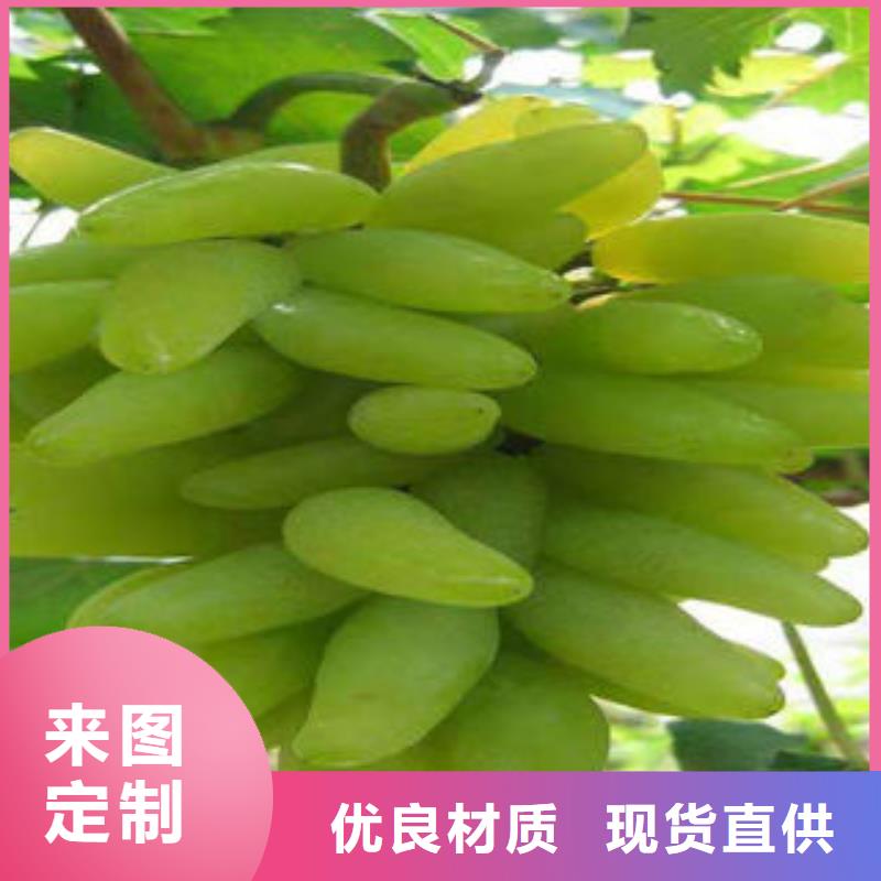 葡萄苗蓝莓苗价格公道合理
