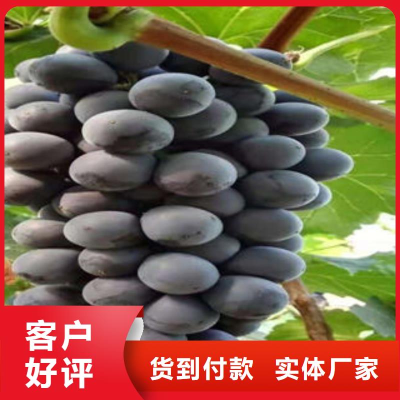 葡萄苗_【梨树苗】现货