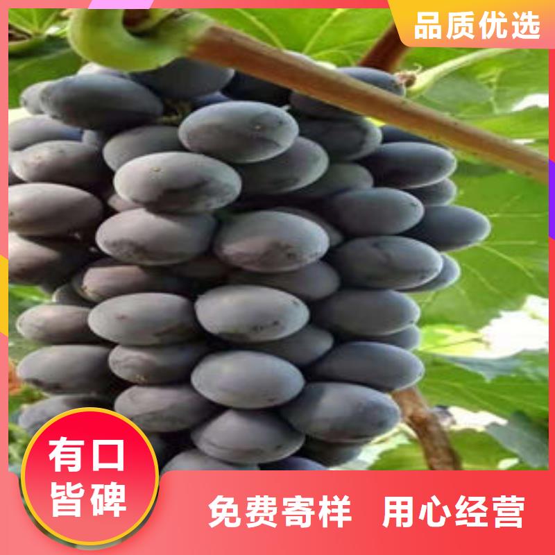 葡萄苗李子苗用心制造