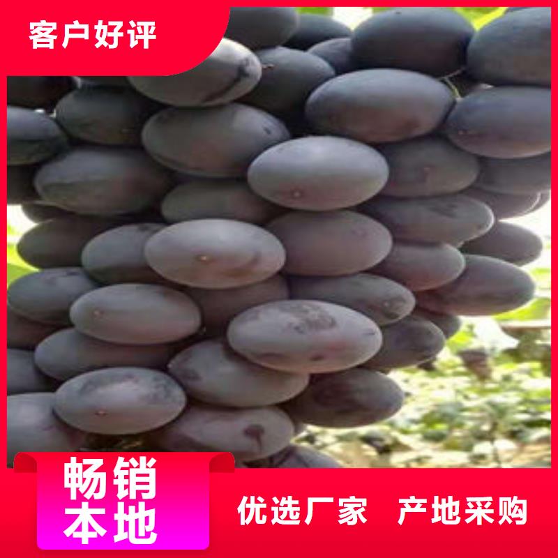 葡萄苗核桃苗随心所欲定制