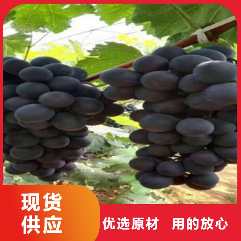 蓝莓苗视频-四川省阿坝市兴海蓝莓苗可服务区域马尔康|茂县|攀枝花|德阳|自贡|资阳等