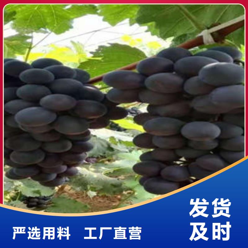 葡萄苗李子苗用心制造
