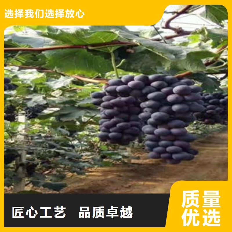 葡萄苗_【梨树苗】现货