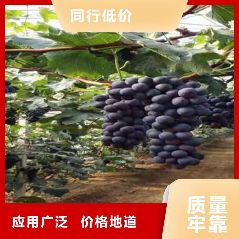 葡萄苗蓝莓苗用心做好细节