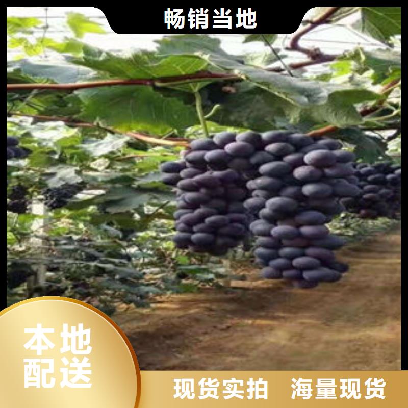 蓝莓苗视频-四川省阿坝市兴海蓝莓苗可服务区域马尔康|茂县|攀枝花|德阳|自贡|资阳等
