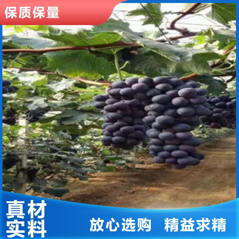 蓝莓苗-视频-沙|公安|黄石|咸宁|黄冈|鄂州|武汉|孝感|荆门兴海蓝莓苗_ 兴海苗木种植社(荆州市分公司)
