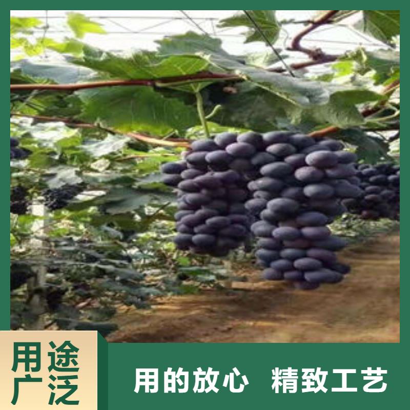 蓝莓苗-视频-青海省海南市|玉树|西宁|果洛|海北|海东|黄南蓝莓苗-兴海