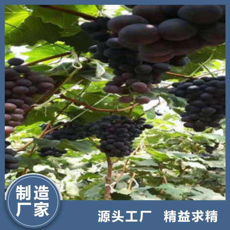 葡萄苗-板栗苗工艺精细质保长久