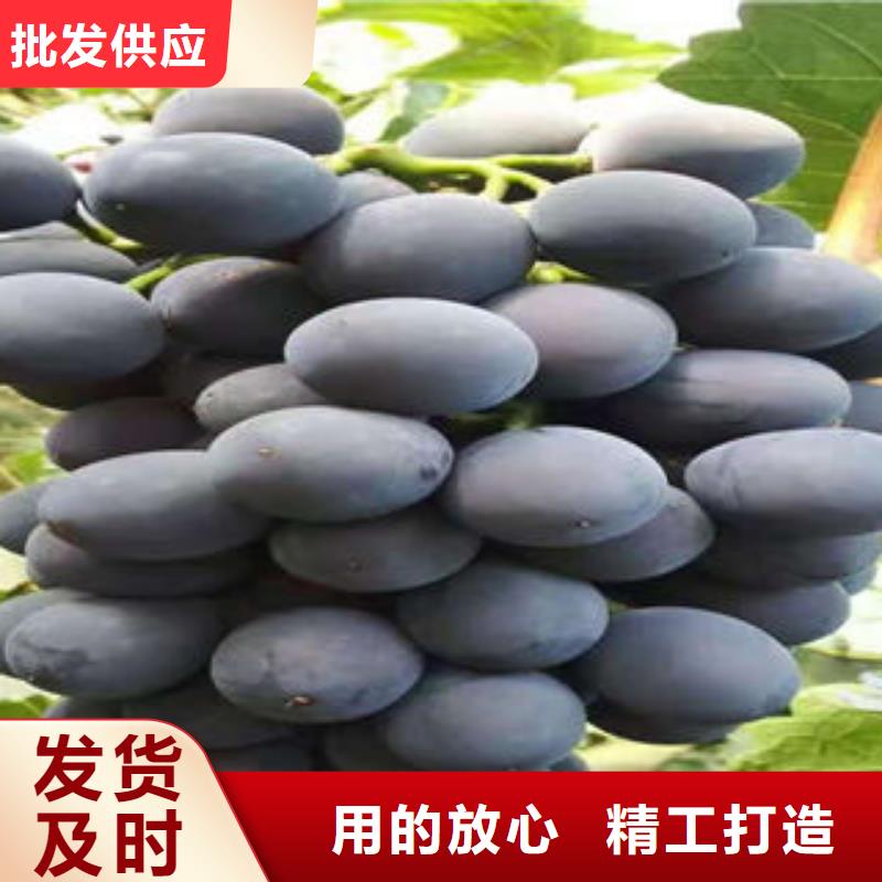 葡萄苗-板栗苗工艺精细质保长久