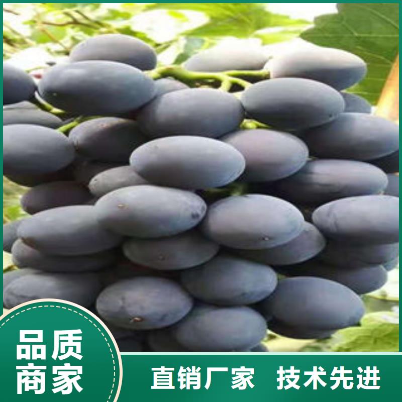 蓝莓苗视频-四川省阿坝市兴海蓝莓苗可服务区域马尔康|茂县|攀枝花|德阳|自贡|资阳等