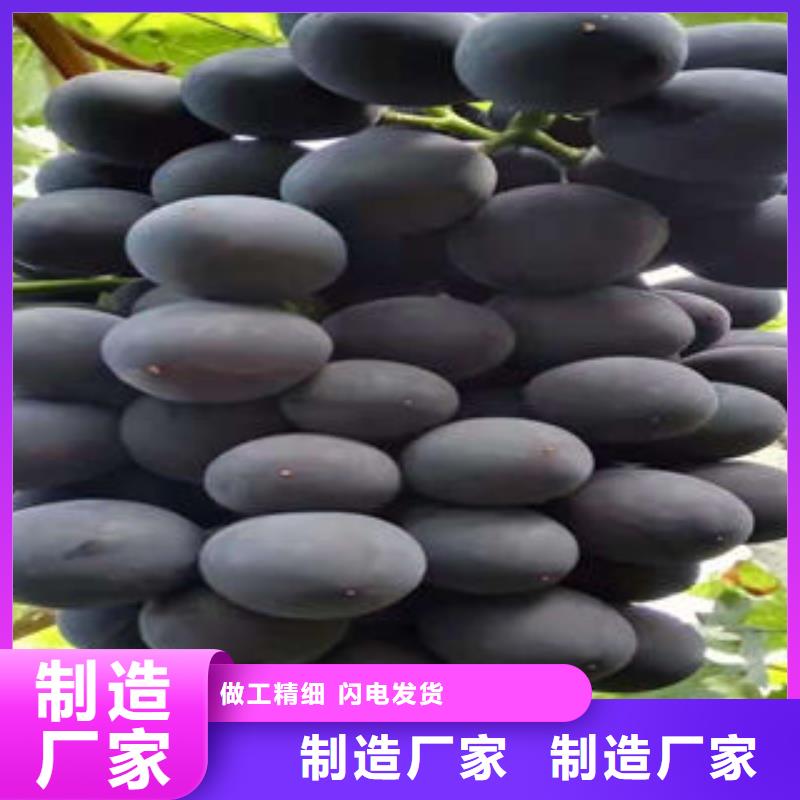 葡萄苗_【梨树苗】现货