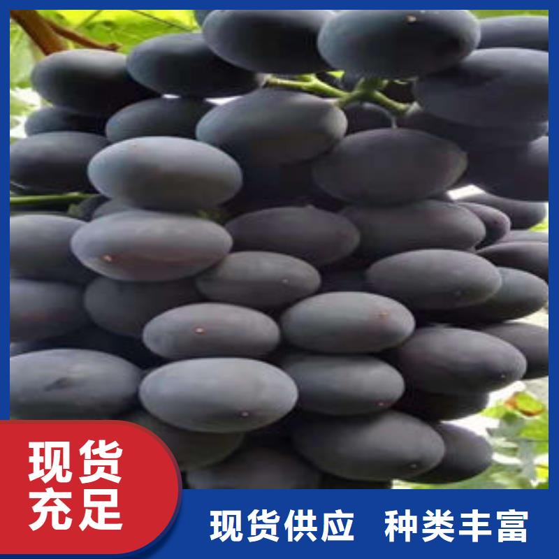 葡萄苗板栗苗用的放心