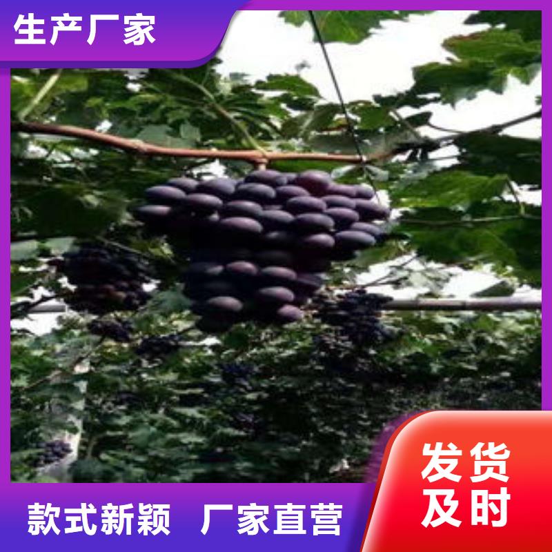 葡萄苗桃树苗款式新颖