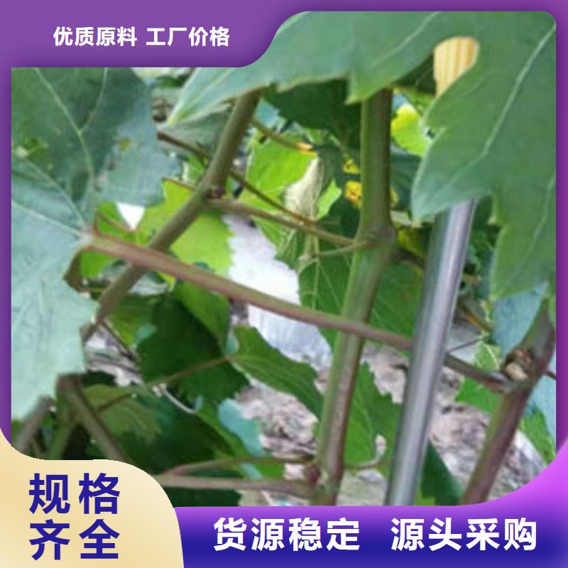 蓝莓苗-视频-沙|公安|黄石|咸宁|黄冈|鄂州|武汉|孝感|荆门兴海蓝莓苗_ 兴海苗木种植社(荆州市分公司)