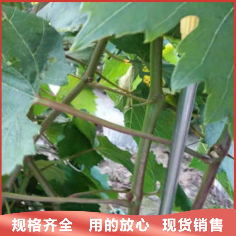 蓝莓苗-视频-青海省海南市|玉树|西宁|果洛|海北|海东|黄南蓝莓苗-兴海